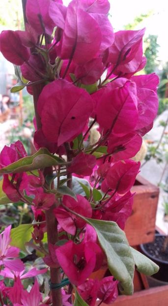  - Bougainvillea