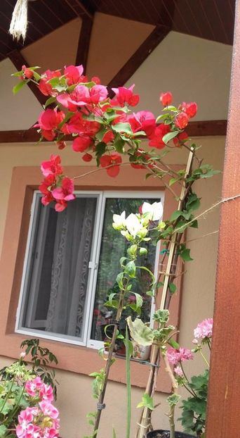  - Bougainvillea