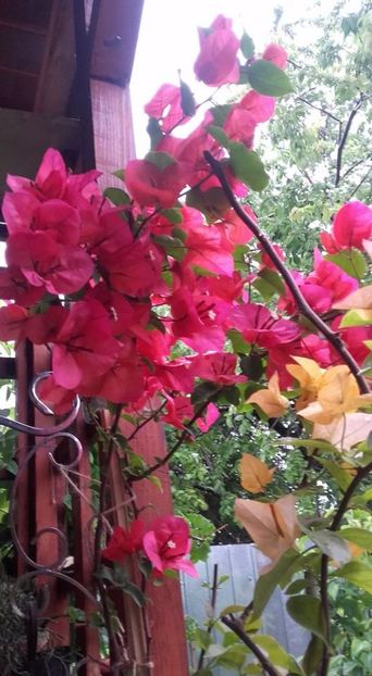  - Bougainvillea