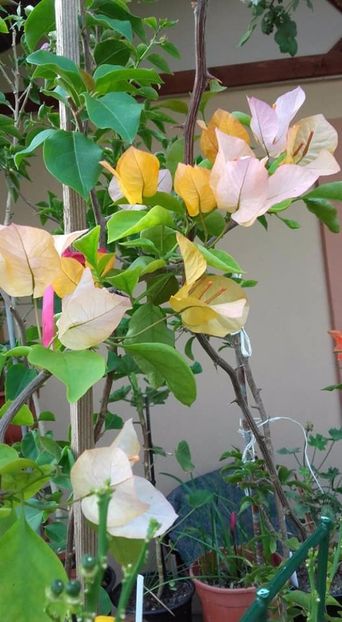  - Bougainvillea