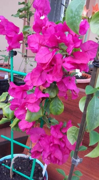  - Bougainvillea