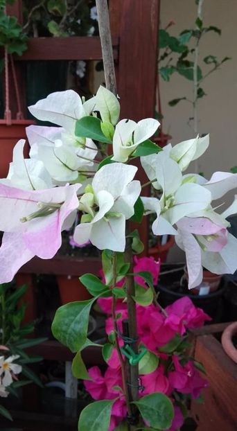  - Bougainvillea