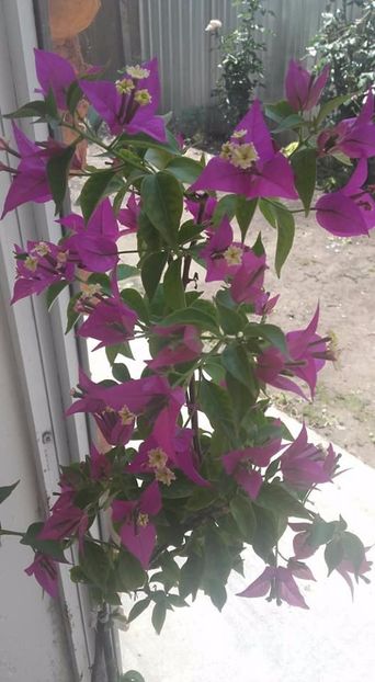  - Bougainvillea