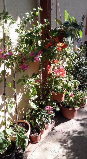  - Bougainvillea