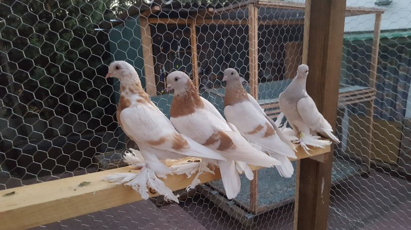  - Jucatori de Agaran