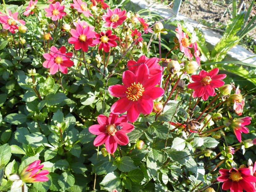 topmix rossa - Colectie dalii