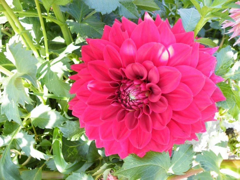 barbarossa - Colectie dalii