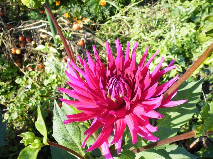 orfeo - Colectie dalii