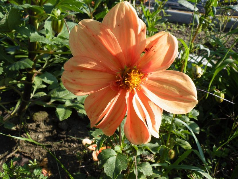 topmix arancia - Colectie dalii