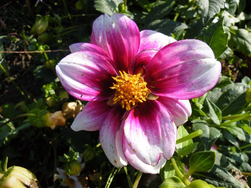 cupido - Colectie dalii