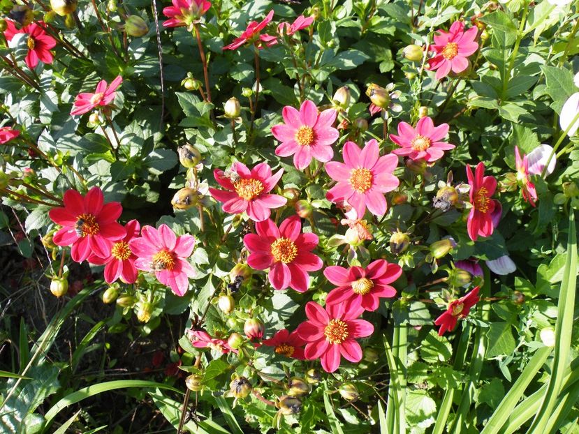 topmix rossa - Colectie dalii