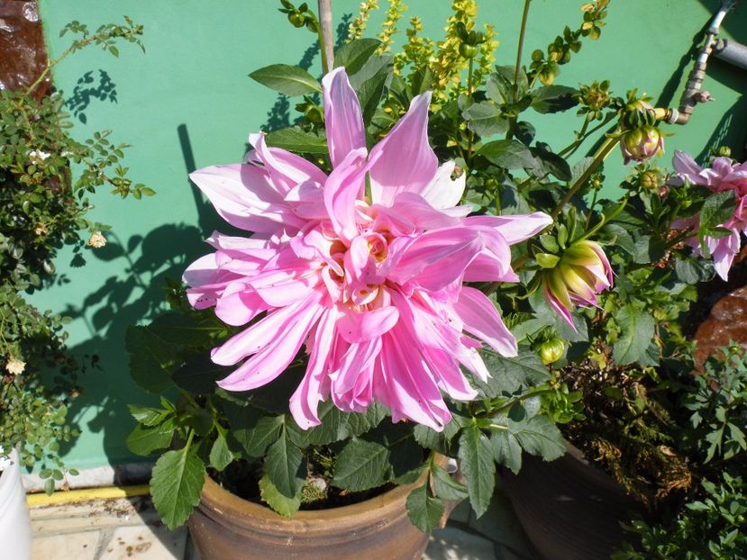 lavander perfection?? - Colectie dalii