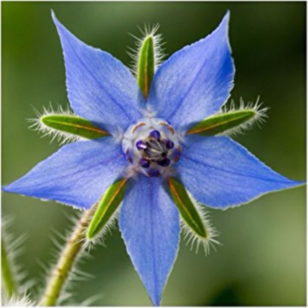 borago - Borago Officinalis