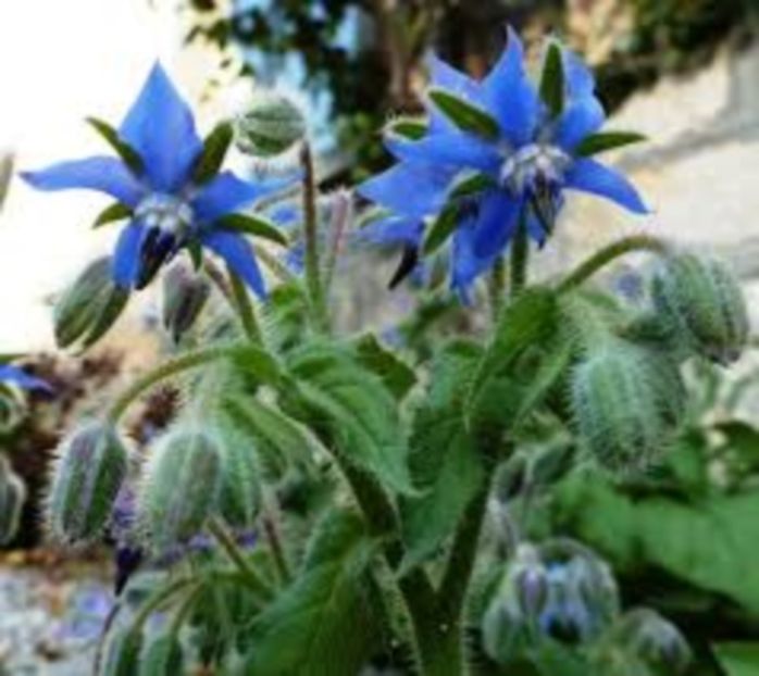 borago 5 - Borago Officinalis