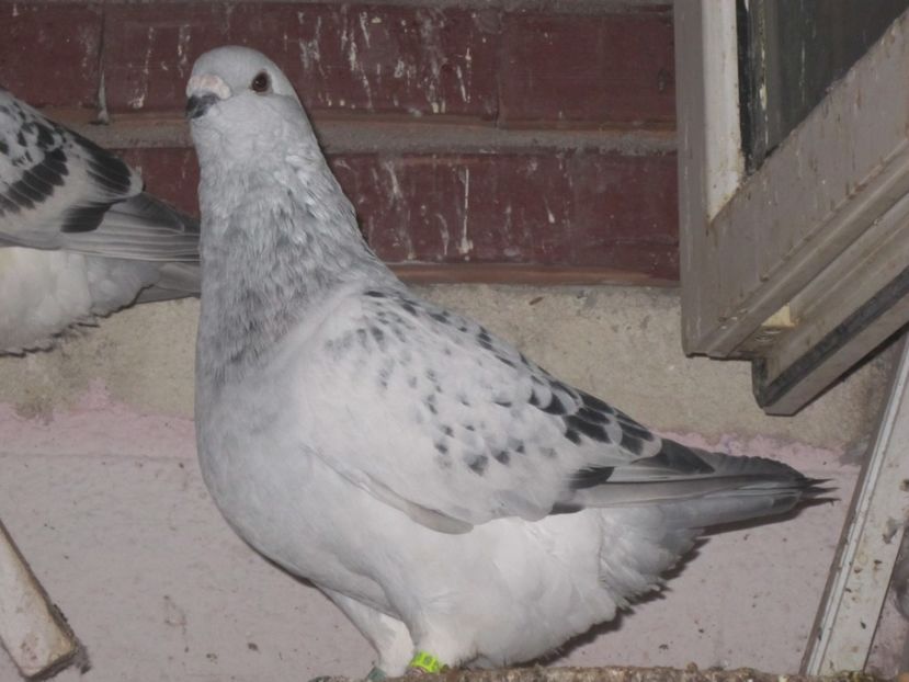 FERRARI  M 3 LUNI - TINERET 2017-MATCA 2018