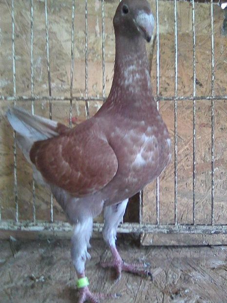 Photo0012 - pui 2017