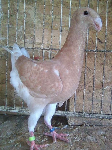 Photo0030 - pui 2017