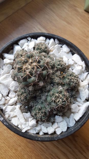  - Coryphantha elephantidens N