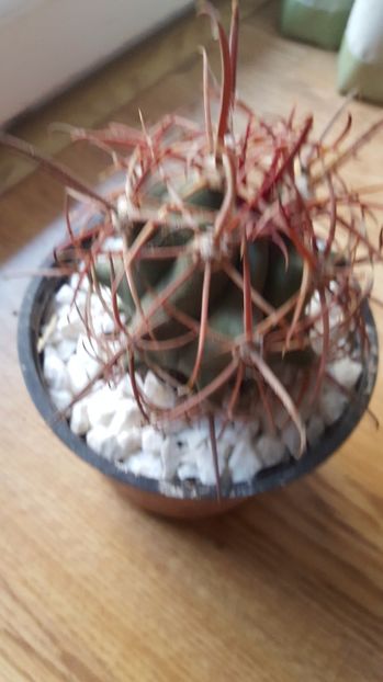  - Ferocactus acanthodes var eastwoodiae N