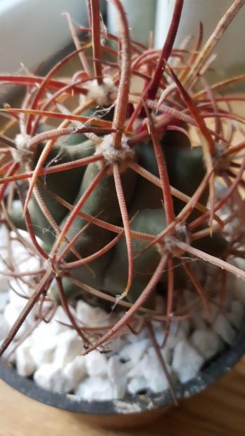  - Ferocactus acanthodes var eastwoodiae N