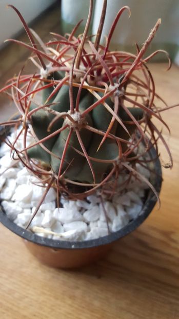  - Ferocactus acanthodes var eastwoodiae N