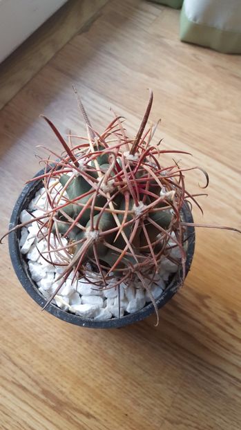  - Ferocactus acanthodes var eastwoodiae N