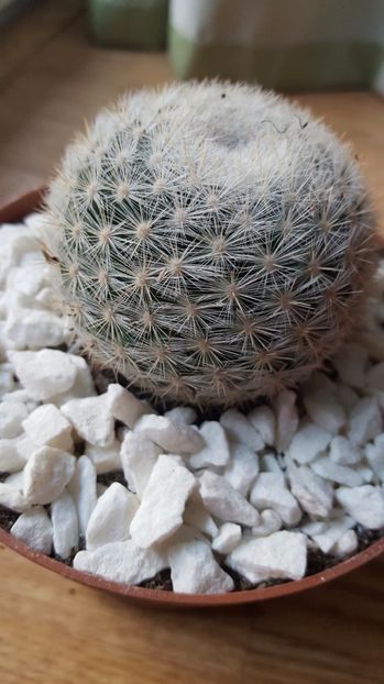  - Mammillaria candida