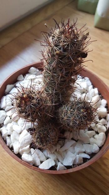  - Mammillaria sheldonii