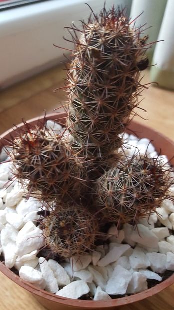  - Mammillaria sheldonii