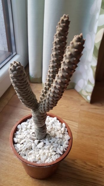  - Tephrocactus articulatus var diadematus f inermis