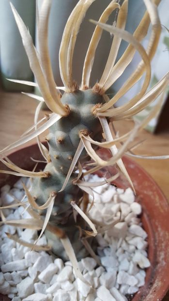  - Tephrocactus articulatus var papyracanthus