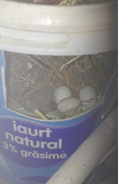  - Cintezele mele zebre australiene