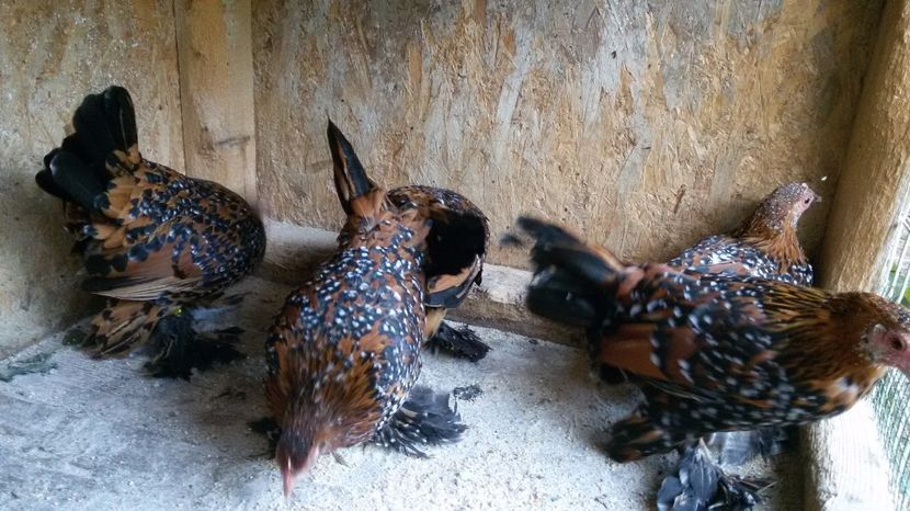  - Mii de flori portelan