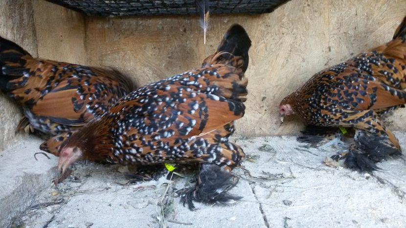  - Mii de flori portelan