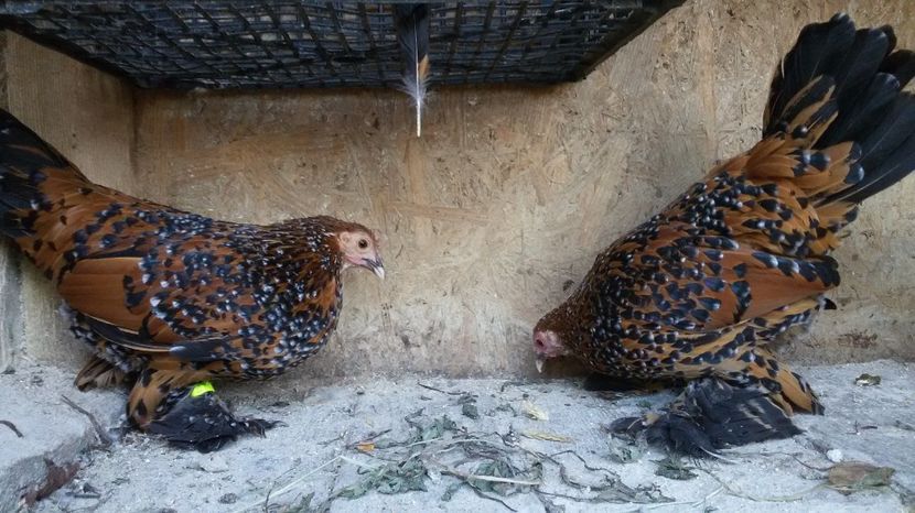  - Mii de flori portelan