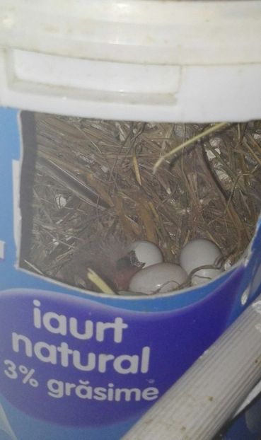  - Cintezele mele zebre australiene