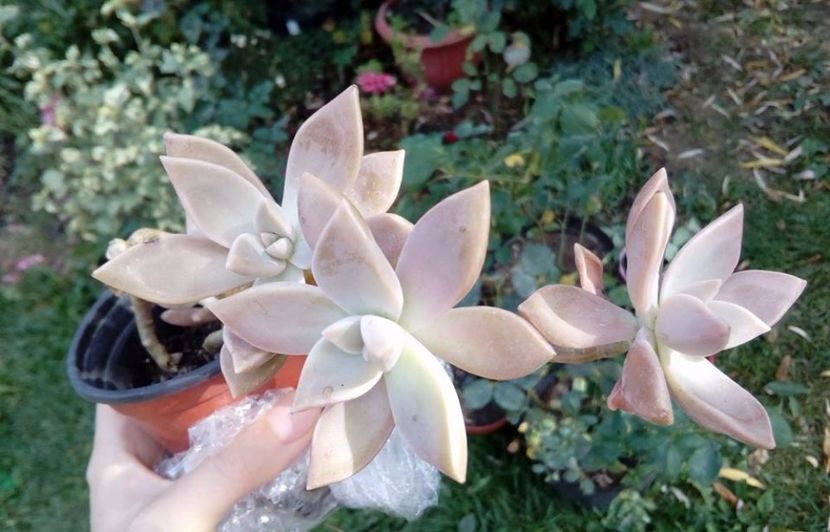 Graptopetalum - Suculente de gradina si interior