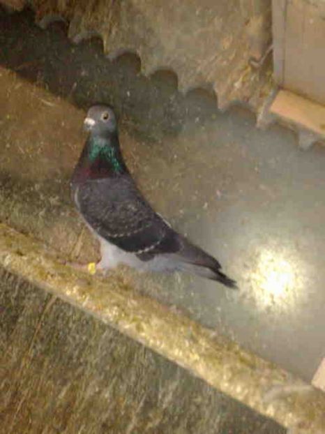 248 - X-Porumbei vinduti