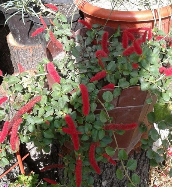 Acalipha (coada vulpii) - plante de interior