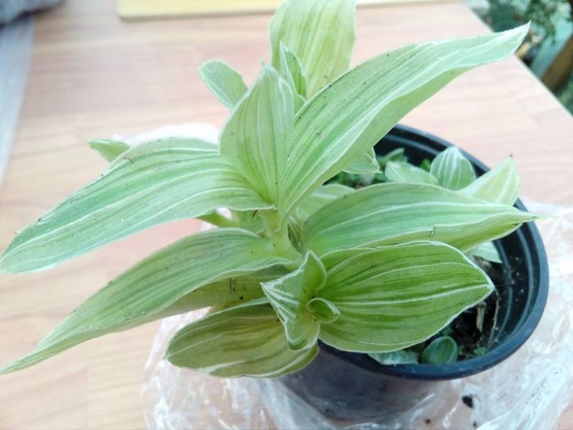 Tradescantia fulminensis - plante de interior