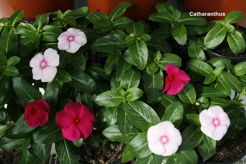 28.09.17 - 02 Catharanthus- regenerare