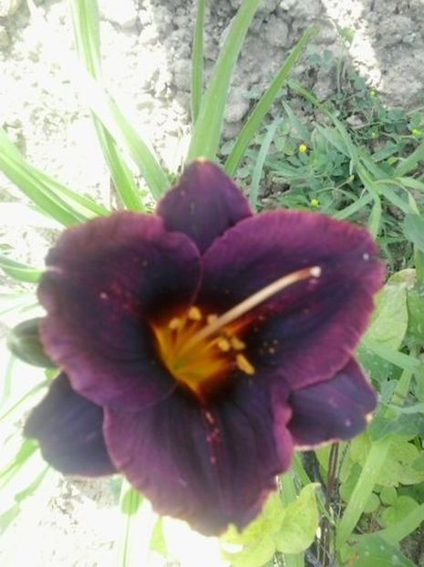 obsidian - HEMEROCALLIS achizitionati in 2017 si 2018
