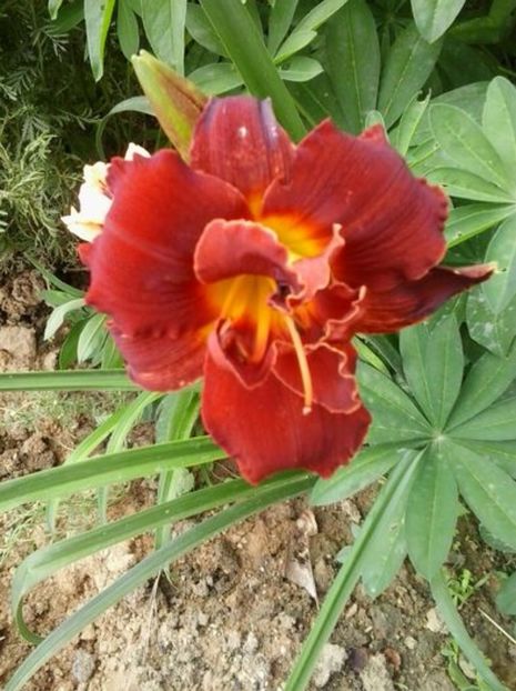 higland lord - HEMEROCALLIS achizitionati in 2017 si 2018