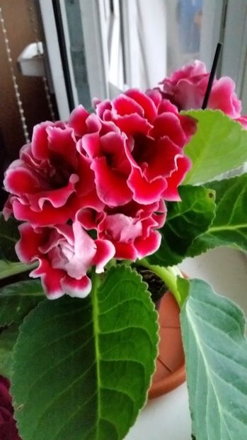 Gloxinia 29.09 - Gloxini 2012-2025