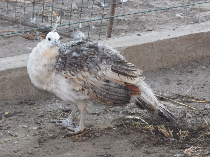 vanduta - 02- -PAUNI DE VANZARE