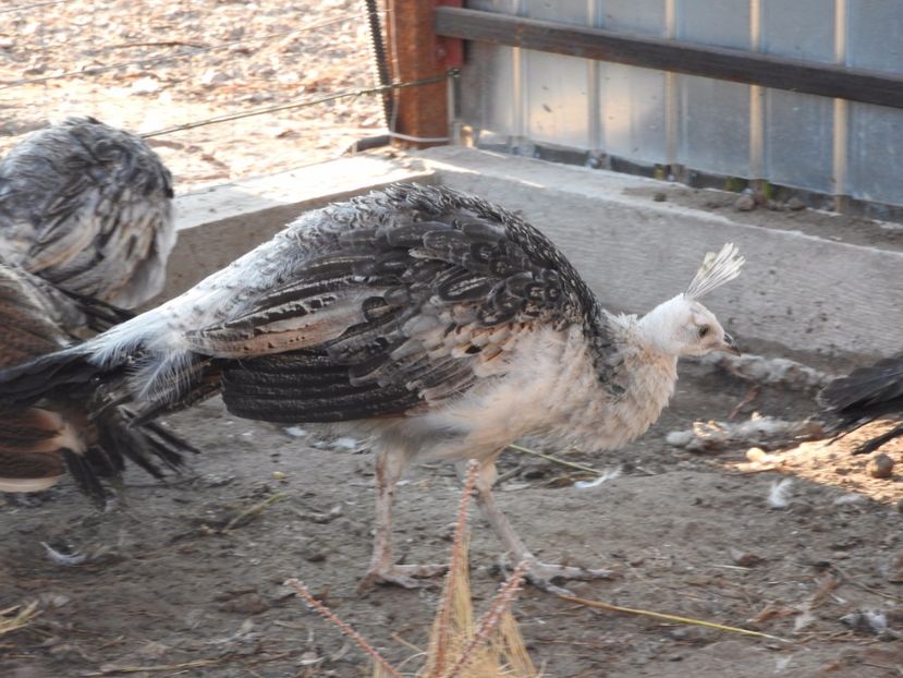 vanduta - 02- -PAUNI DE VANZARE