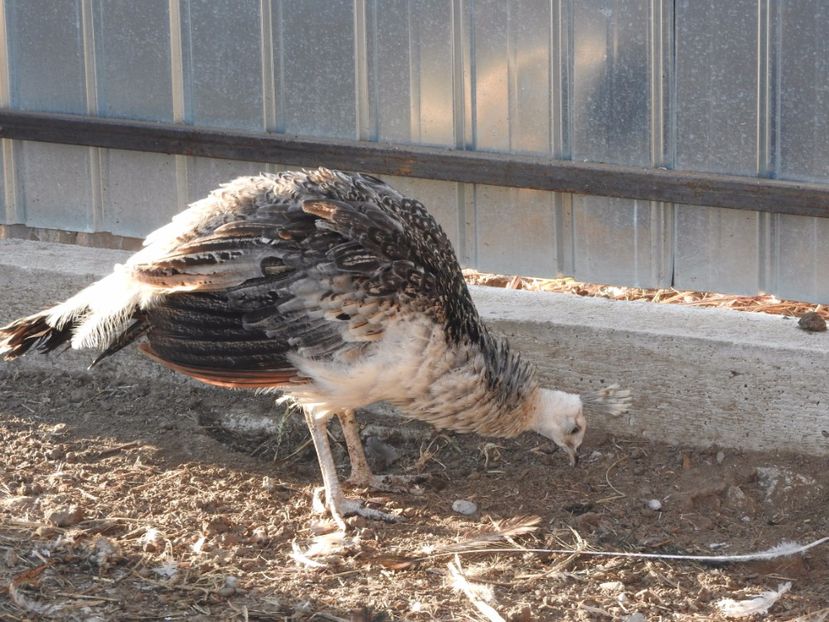 vanduta - 02- -PAUNI DE VANZARE