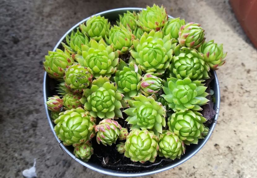 15 - Sempervivum