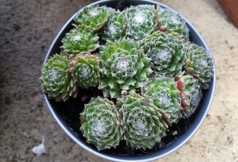 16 - Sempervivum