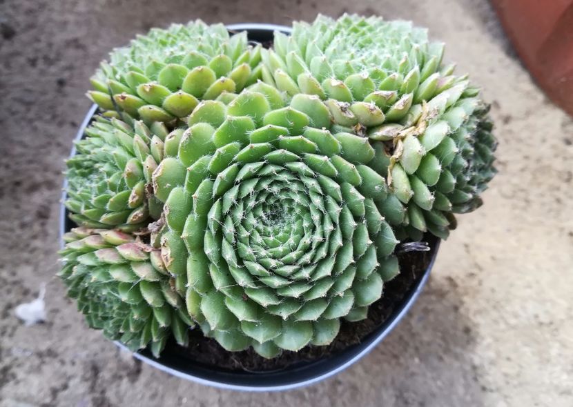 17 - Sempervivum